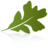 Oakleaf Clinic OBGYN logo