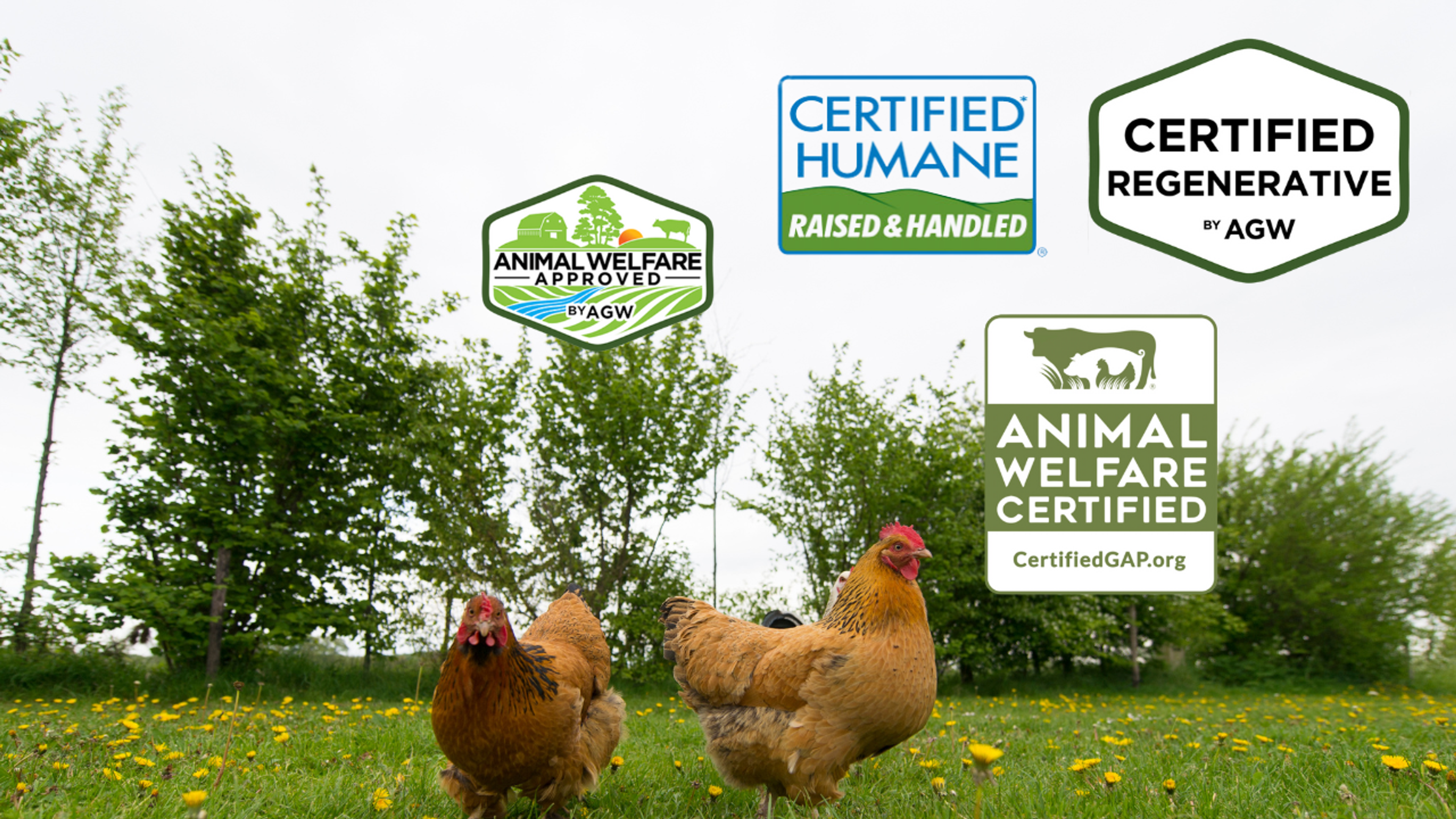 chicken certifications