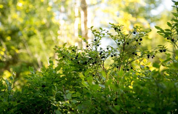 Blueberry plants with blueberries in the beautiful Norwegian forest. Everything is green, and you can see the sunlight reflecting of the leaves of the trees.