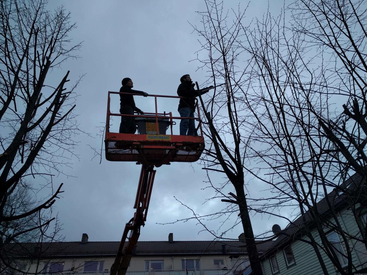 Two people in a raised lift trim branches from tall leafless trees against a cloudy sky.