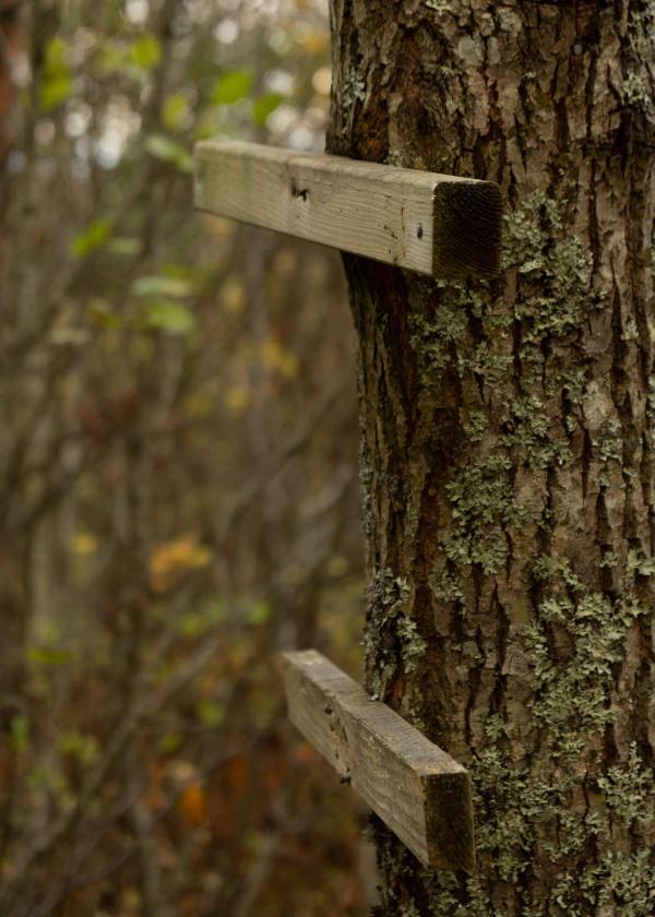 ladder steps on a tree, to make it easier to climb.