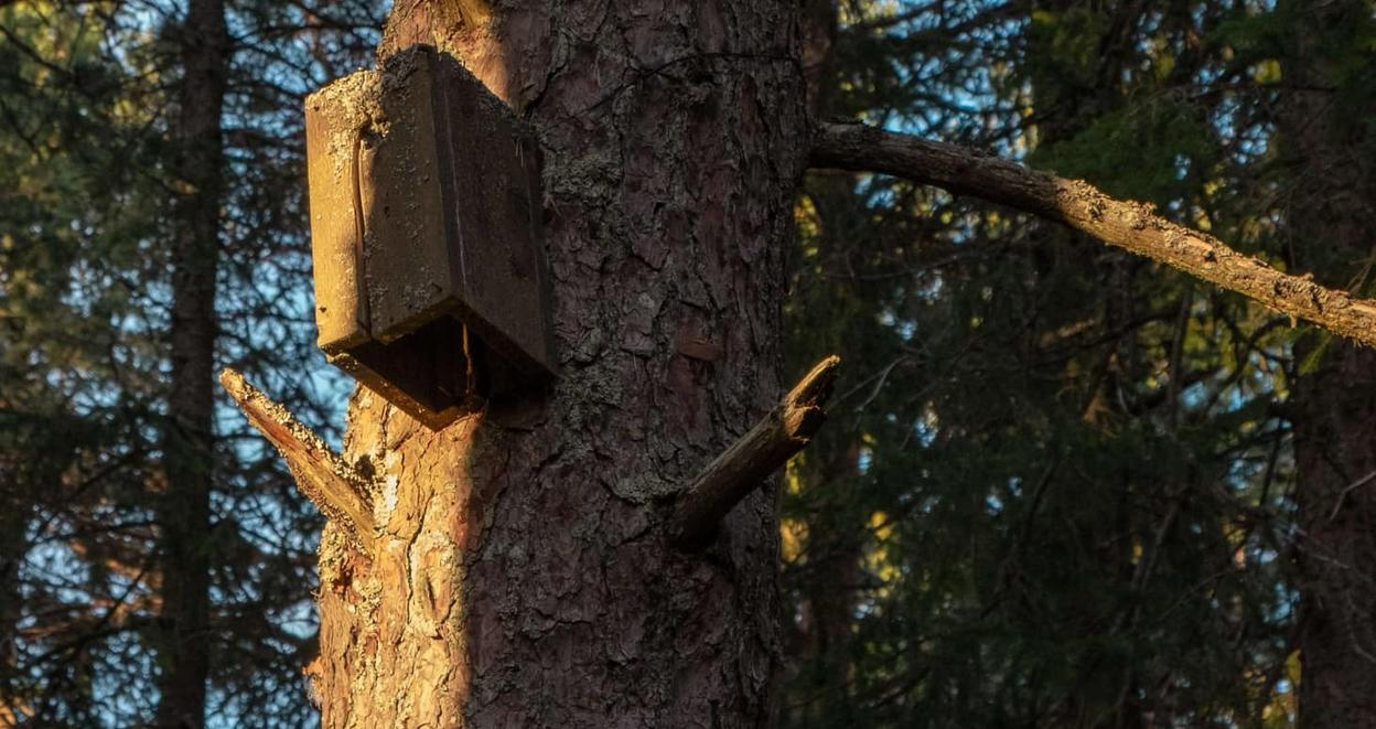 A birdhouse on a tree. The sky is blue, and peering through the forrest.