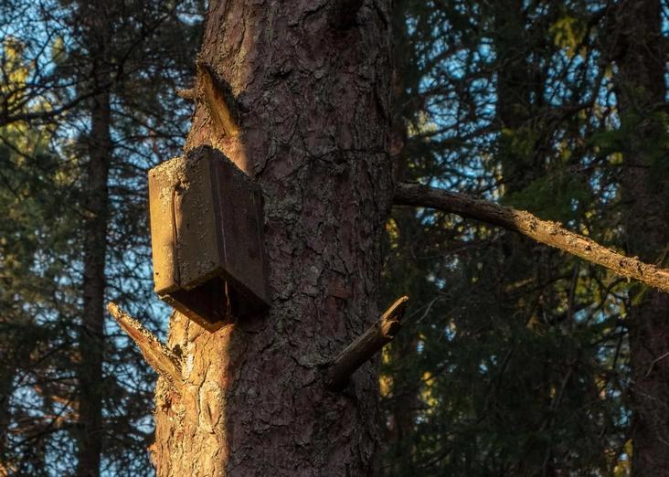 A birdhouse on a tree. The sky is blue, and peering through the forrest.