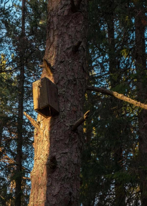 A birdhouse on a tree. The sky is blue, and peering through the forrest.