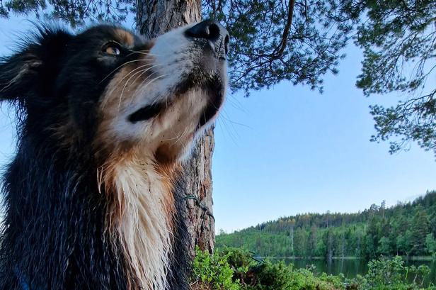 Close-up of Taco. Forest and lake in the background.