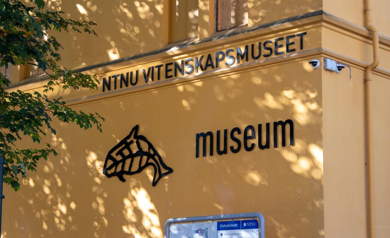 A close-up of the exterior wall of NTNU Vitenskapsmuseet (NTNU University Museum) in Trondheim, Norway. The building is painted yellow, with black lettering spelling out 'NTNU VITENSKAPSMUSEET' and 'museum.' Below the text, there is a stylized black fish logo. Shadows from tree branches create a dappled light effect on the wall. A small security camera is mounted near the corner of the building, and a blue informational sign labeled 'Kalvskinnet @ NTNU' is partially visible at the bottom of the image