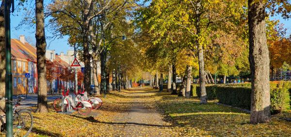 Pavement with autumn leafs in Ila, Trondheim