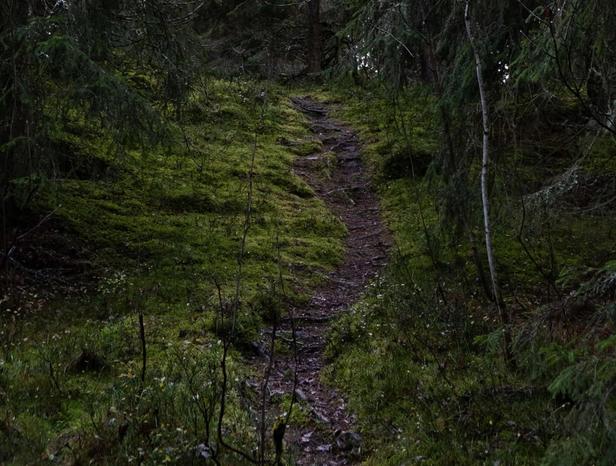 A trail in a green forrest. The trees are tall and you can barely see the sky between the trees.