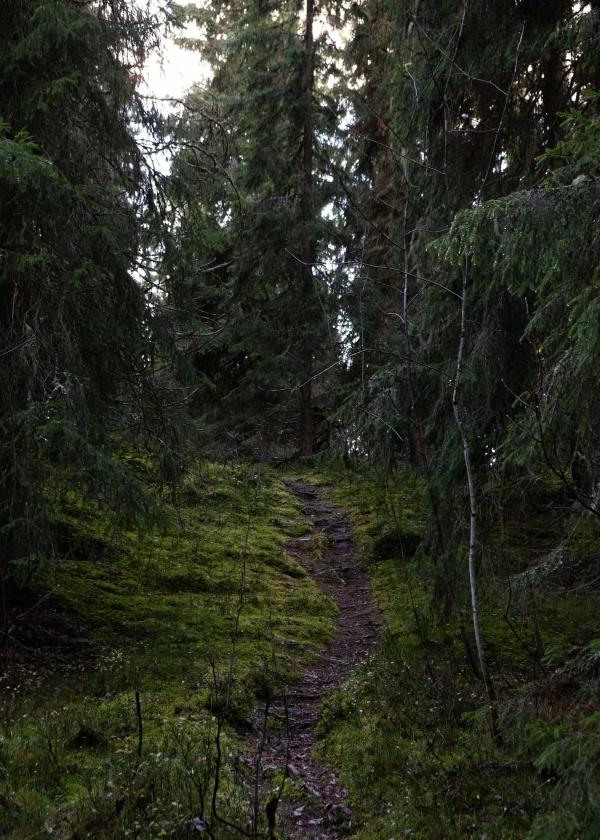 A trail in a green forrest. The trees are tall and you can barely see the sky between the trees.