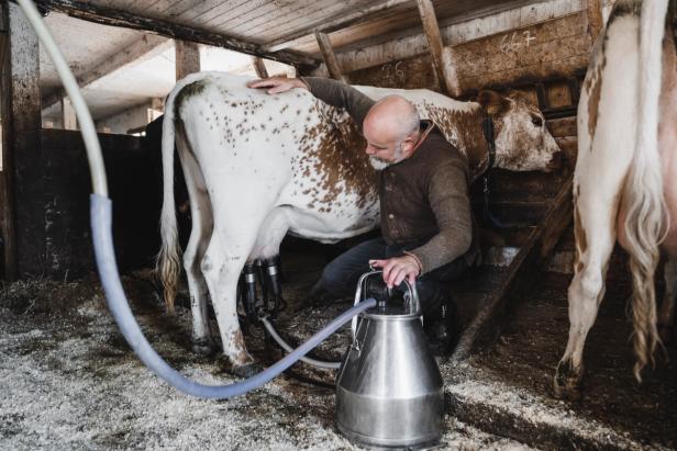 A bald man using a device to milk his cow