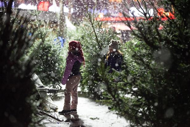 Two little kids standing in the middle of Christmas trees for sale at the Christmas market