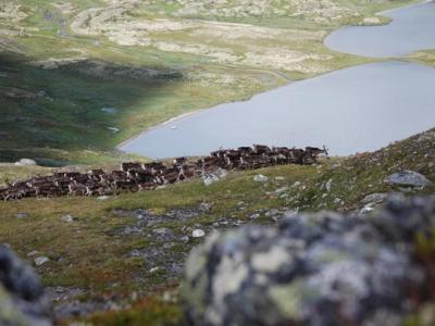 Reindeers at Forollhogna