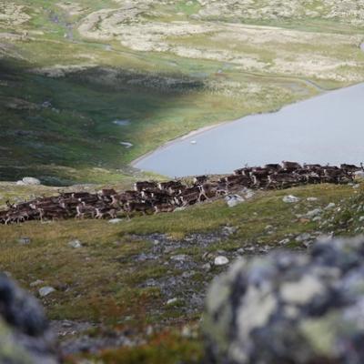 Reindeers at Forollhogna