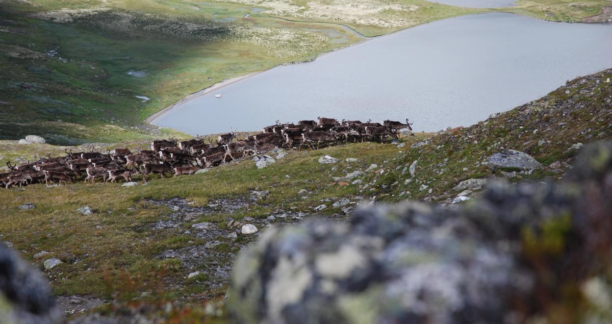 Reindeers at Forollhogna