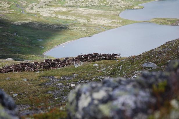 Reindeer grazing in Forollhogna National Park