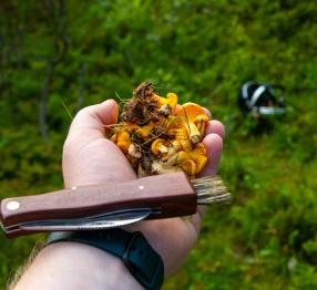 Hand holding chantarelles in wooded area