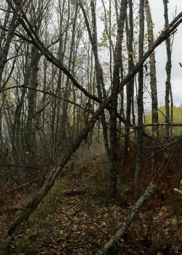 Trees in a forrest. Some of them have fallen down. There are yellow leaves on the ground.