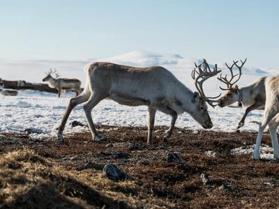 Reindeer grazing on a snow covered hilltop
