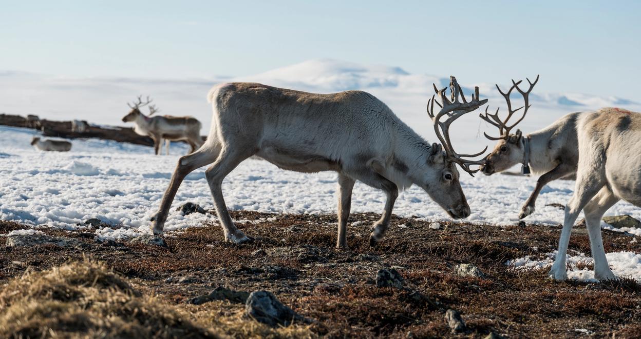 Reindeer grazing on a snow covered hilltop