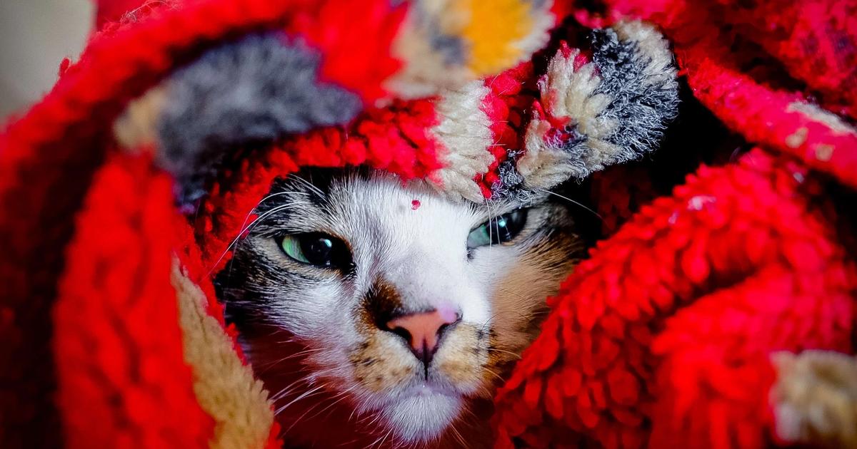 A deep dive into feline pancreatitis - CodaPet