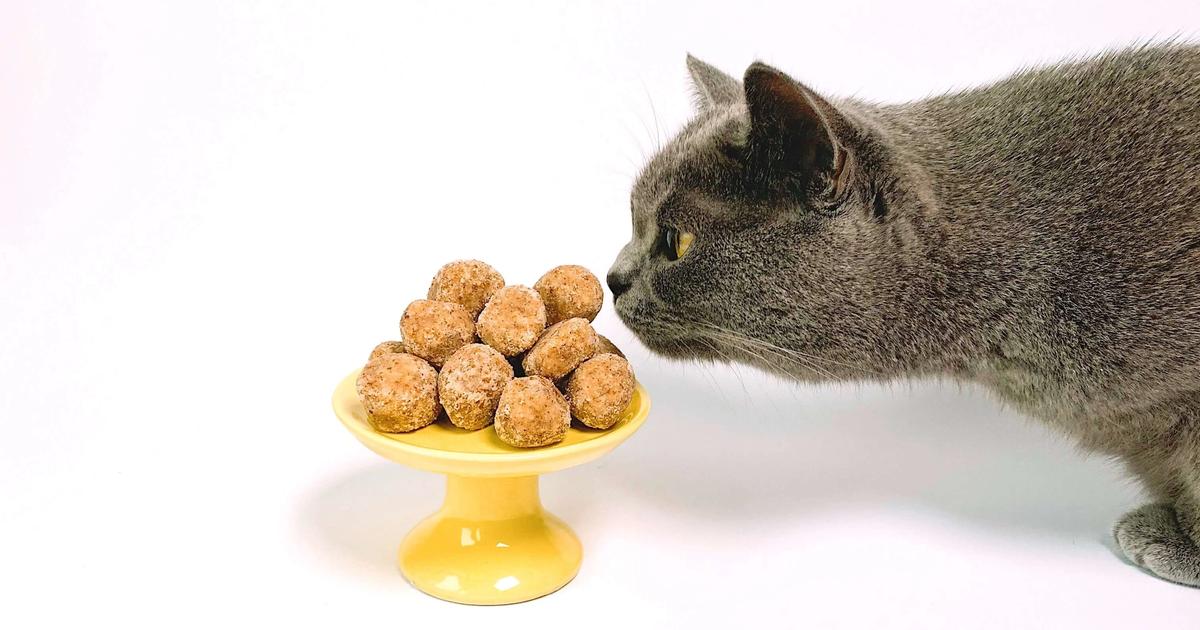 View of Understanding Cat Diabetes: Symptoms and Care Tips - CodaPet