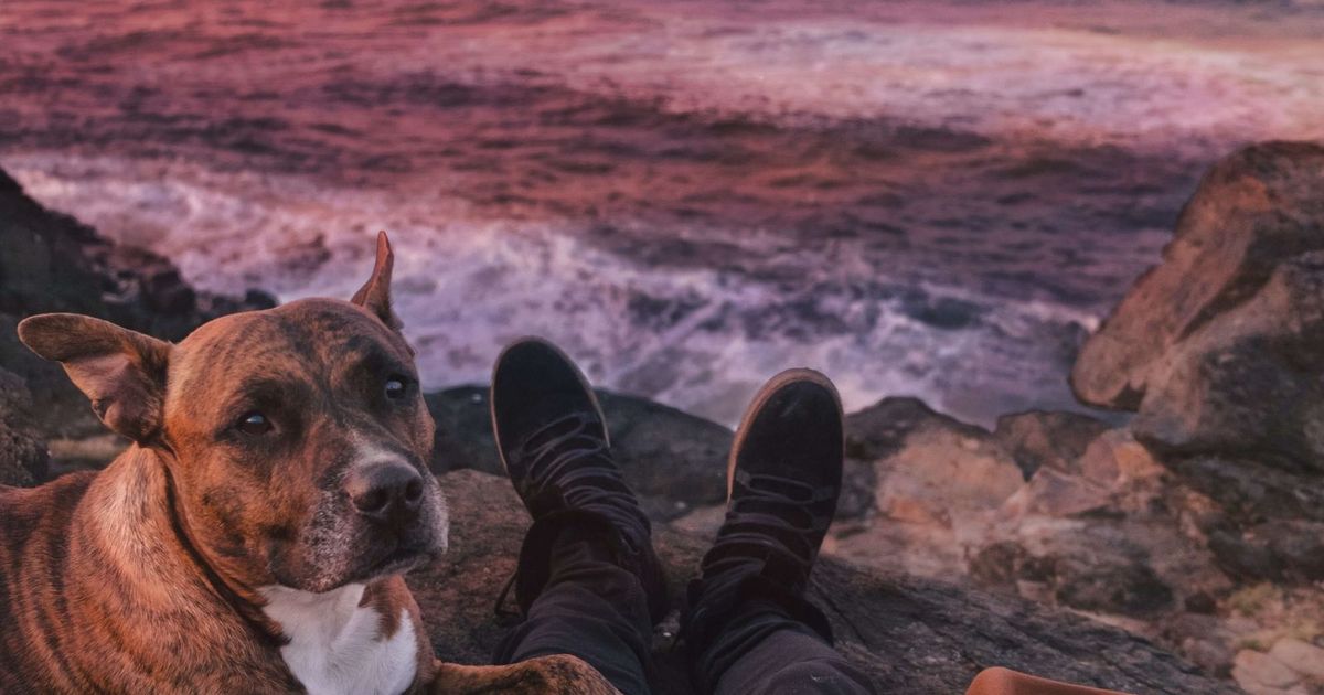 Kidney Disease in Dogs - CodaPet