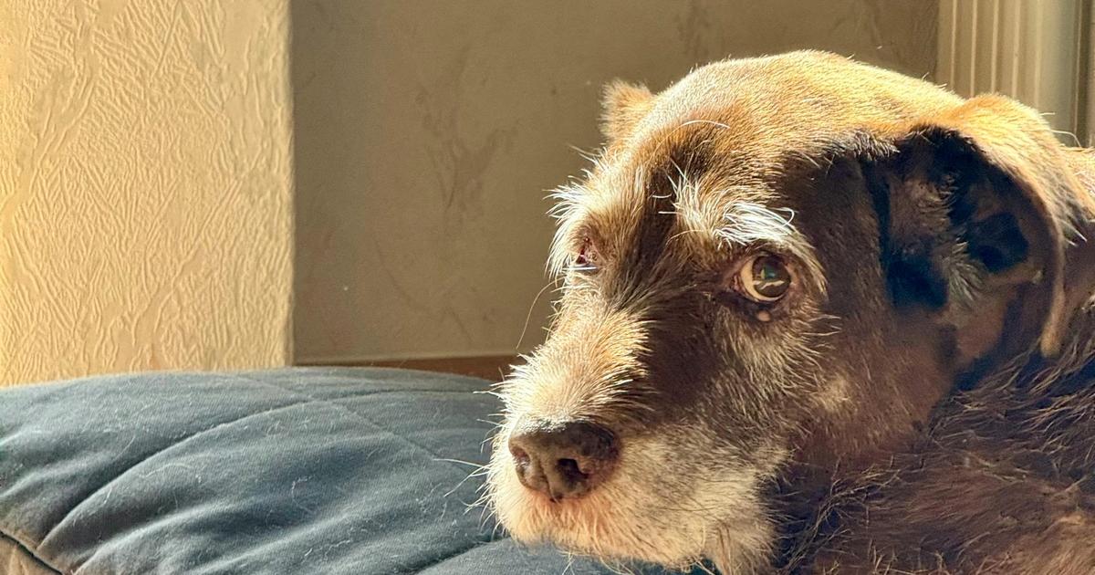 Degenerative Myelopathy in Dogs | Symptoms, Care & In-Home Euthanasia