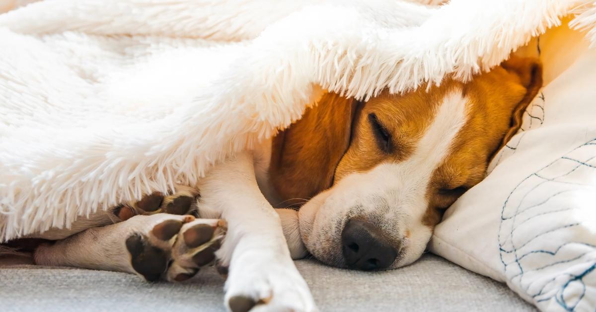 Pet Euthanasia: How to Know When It’s Time and What to Expect - CodaPet