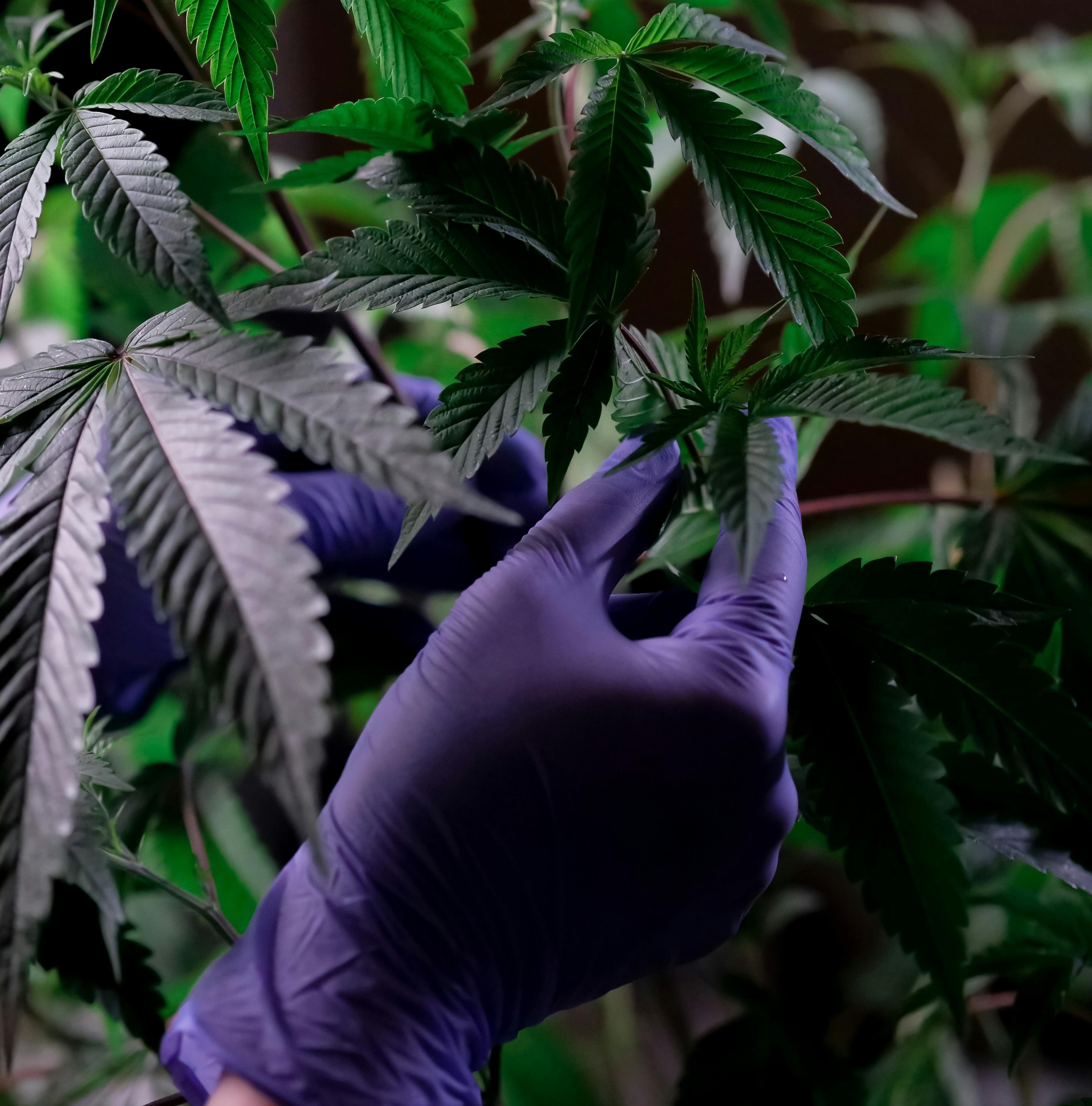 Jamaica Enhances Medical Cannabis Access with New Special Permit Initiatives