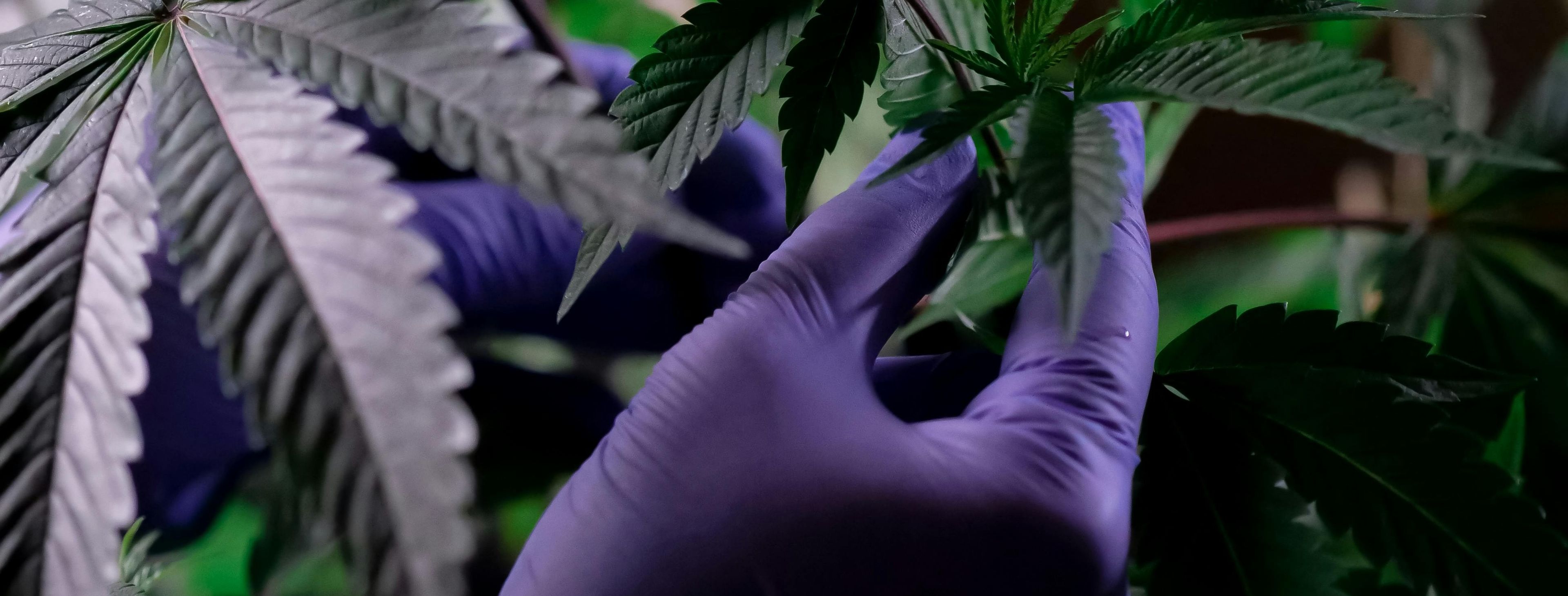 Jamaica Enhances Medical Cannabis Access with New Special Permit Initiatives