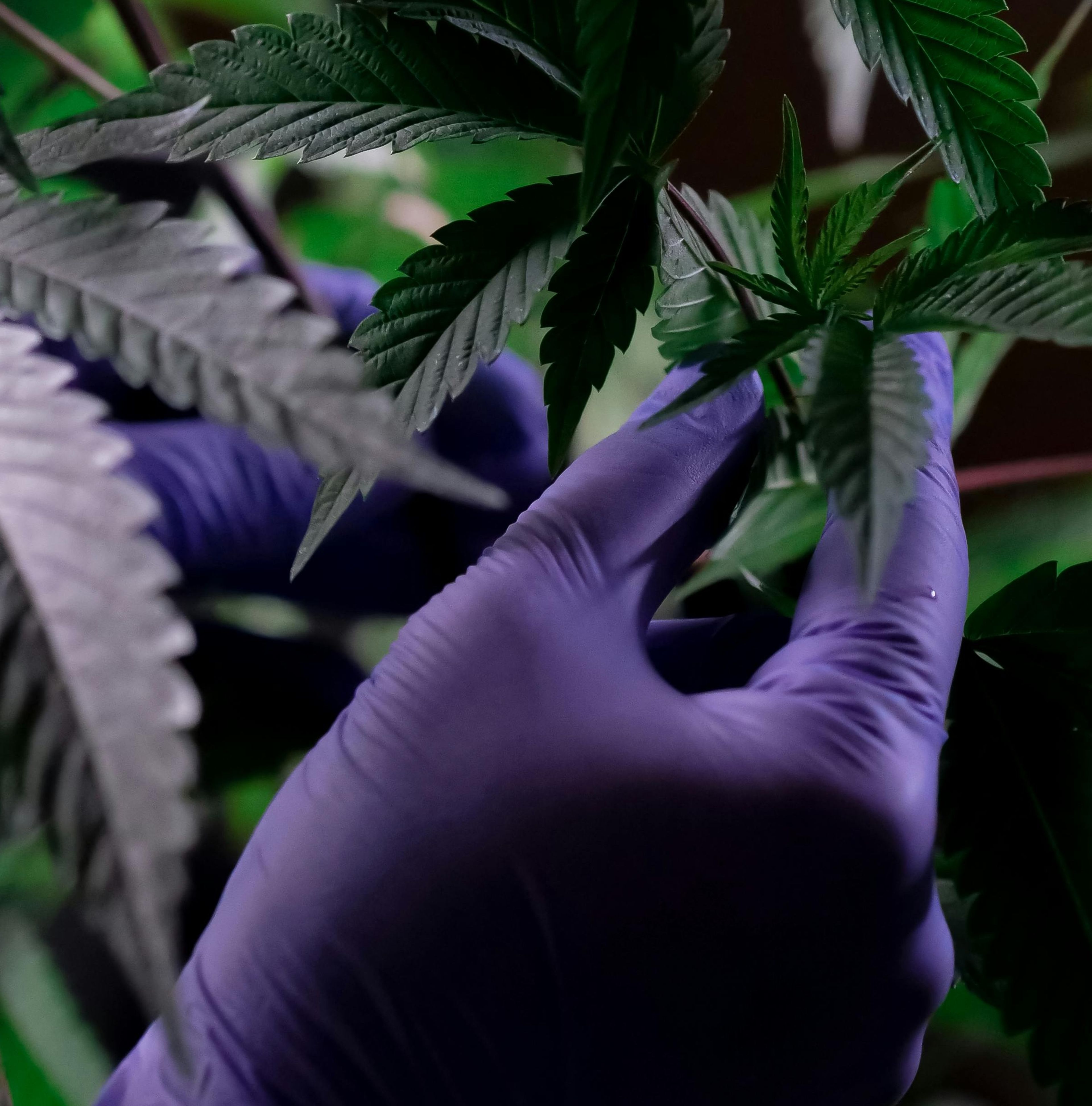 Jamaica Enhances Medical Cannabis Access with New Special Permit Initiatives