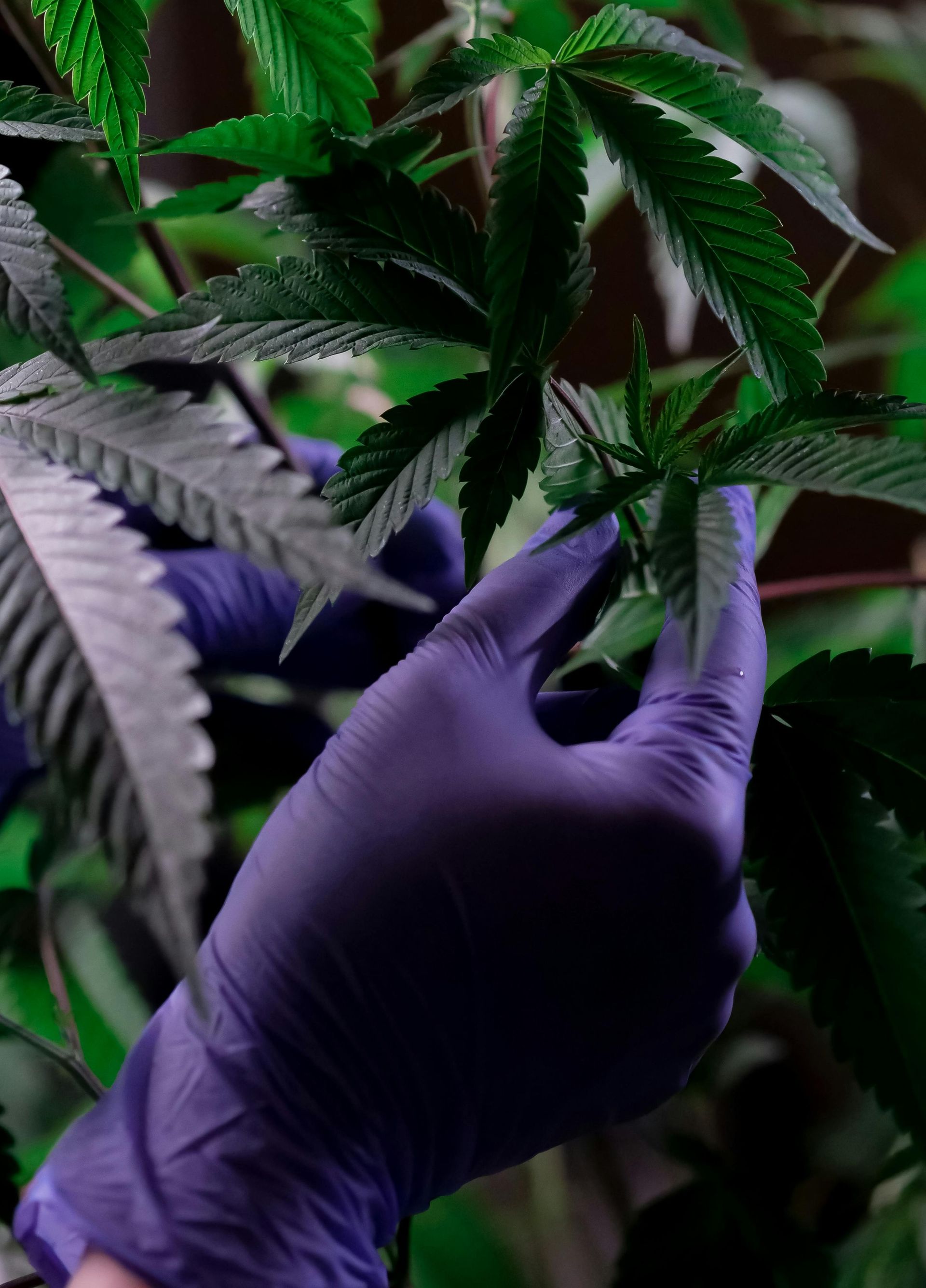 Jamaica Enhances Medical Cannabis Access with New Special Permit Initiatives