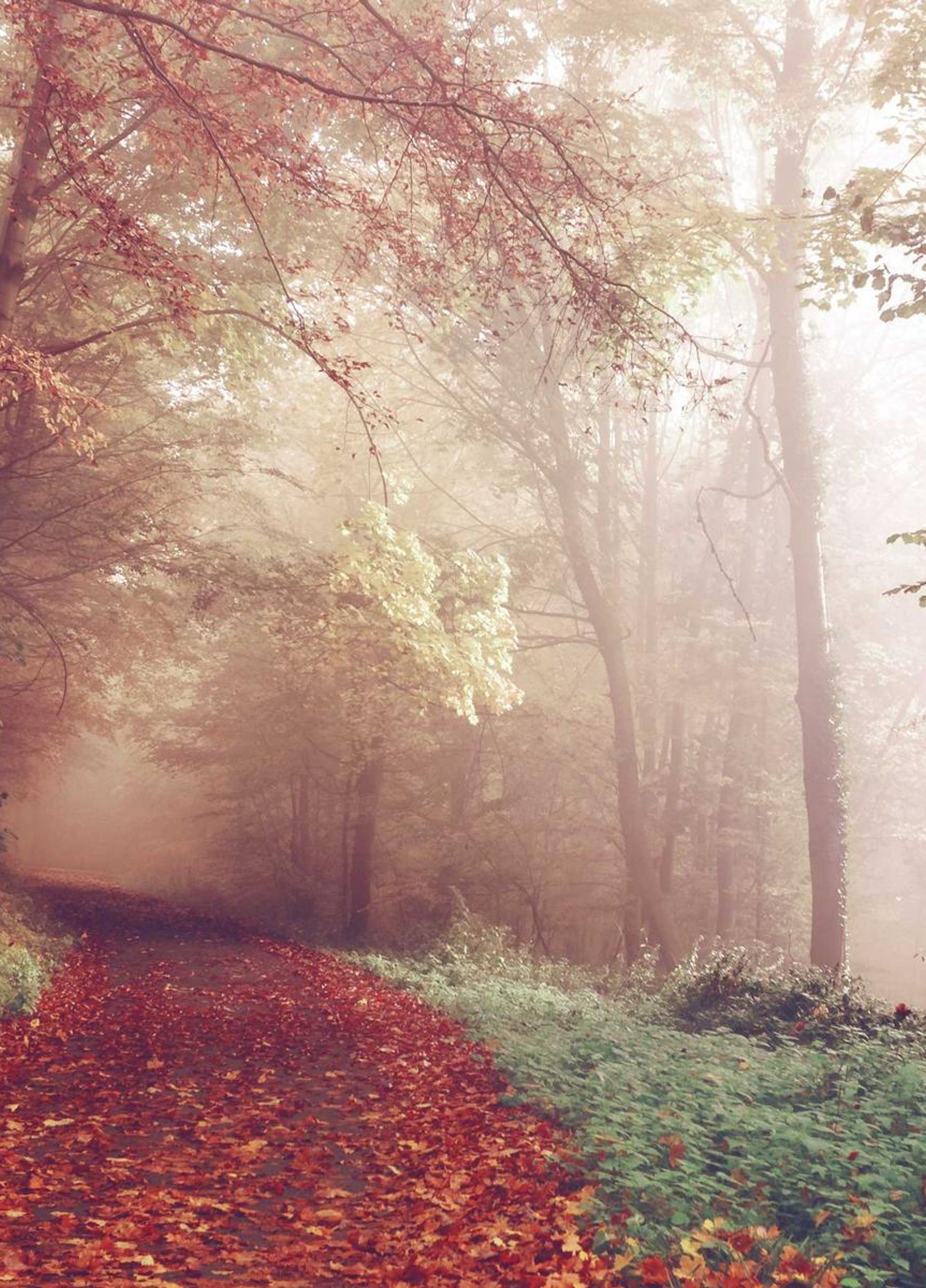 Entrance road to a national park at sunrise