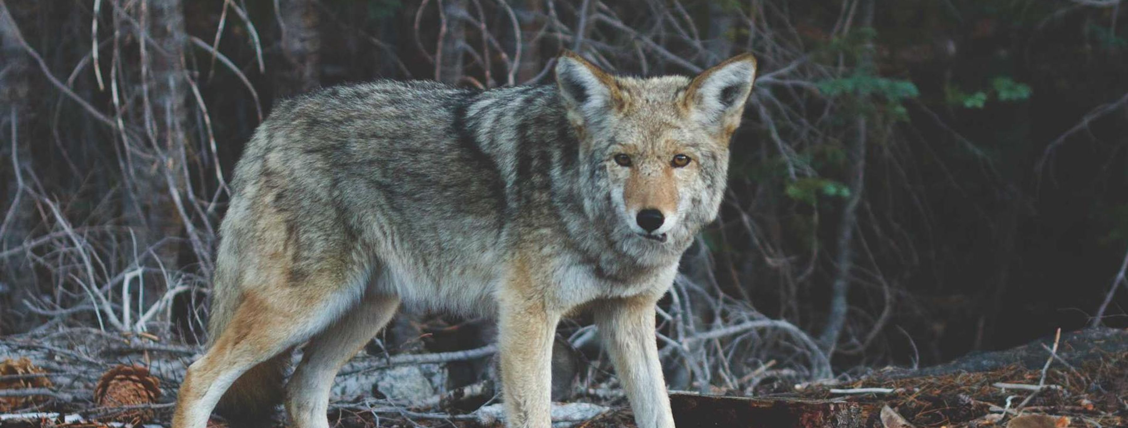Freight train moving through an industrial corridor