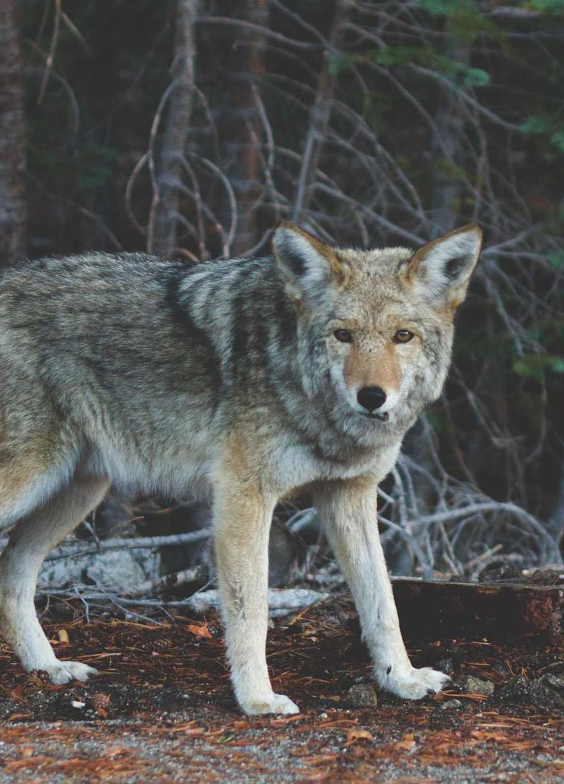 Freight train moving through an industrial corridor