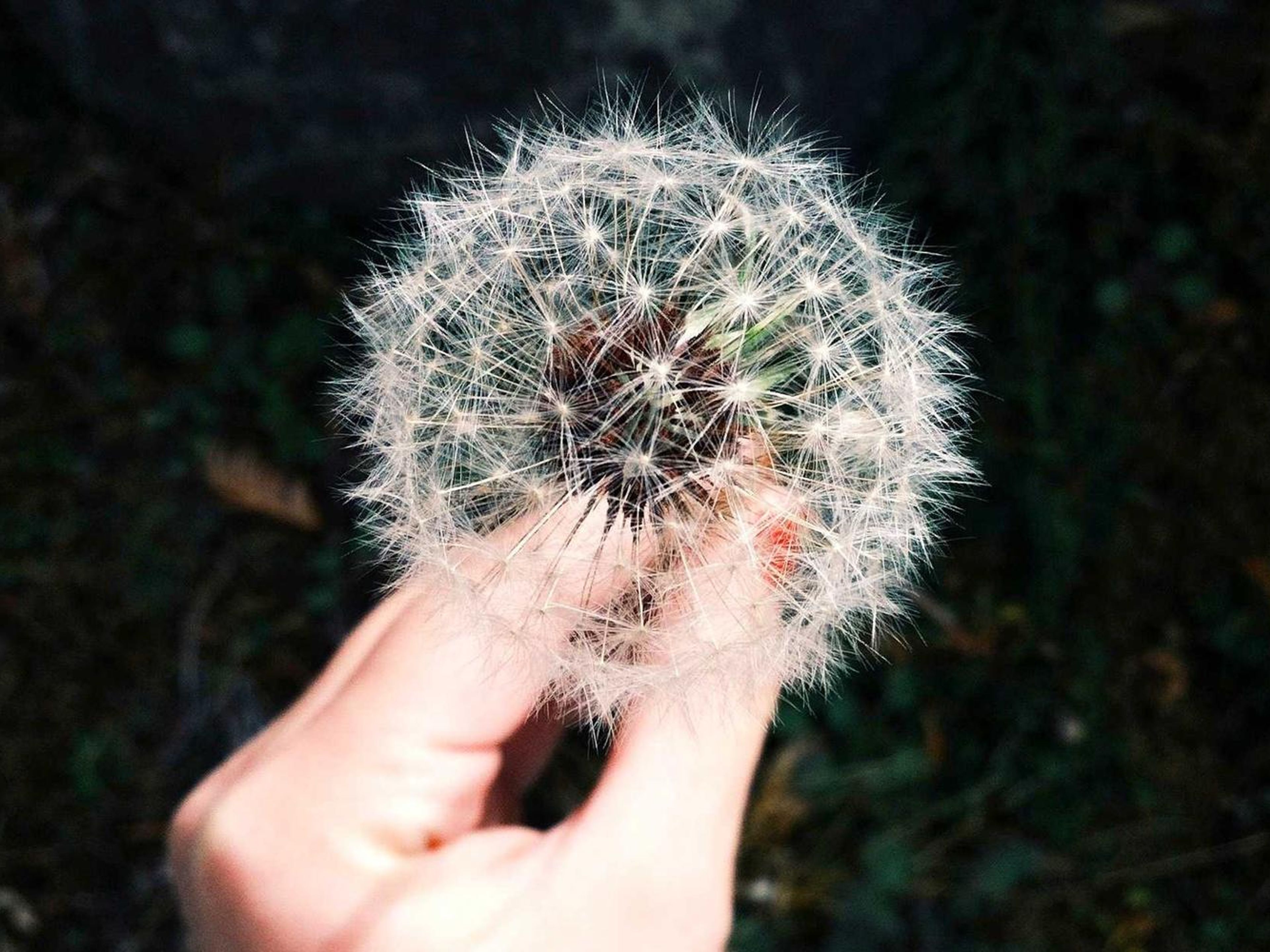 Public health analyst reviewing a service area map