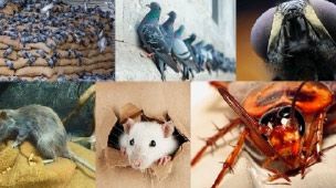 Curso de prevención y control de plagas en el procesamiento de alimentos