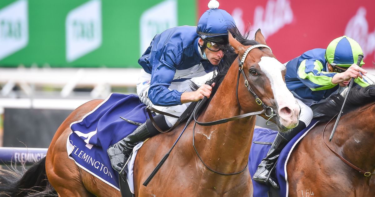 Back Rough Hoonf 9 Best Roughies To Back This Spring Carnival — Boss Hunting