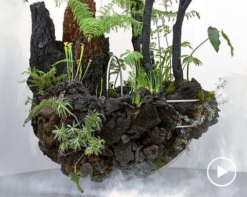 OF A’s dark botanical landscape ‘slow dream’ seems to float at chelsea flower show