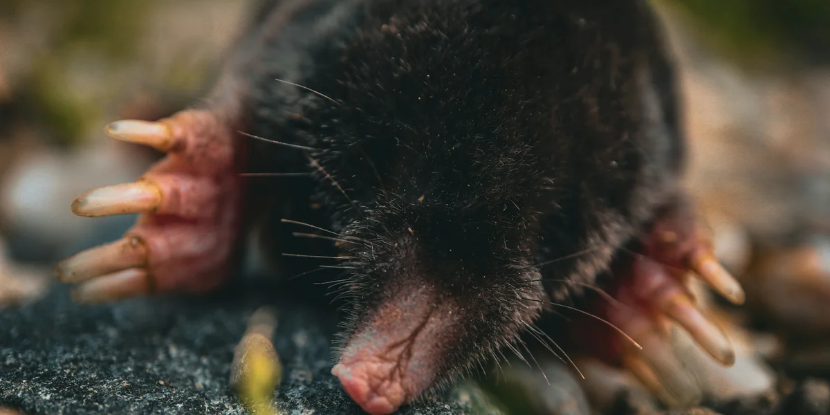 Why Mullvad Stands Alone In A World Full Of Pretend Privacy