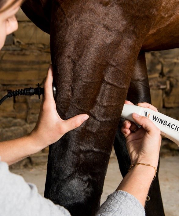 winback-hitens-rshock-equin-cheval-veto