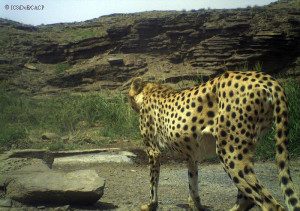 Cheetah in Iran