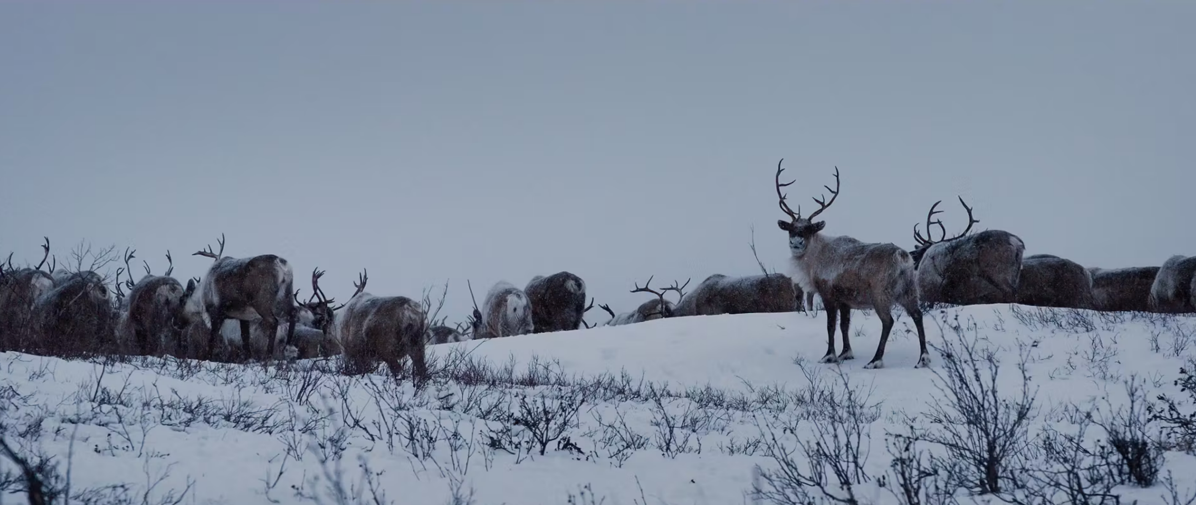 The North