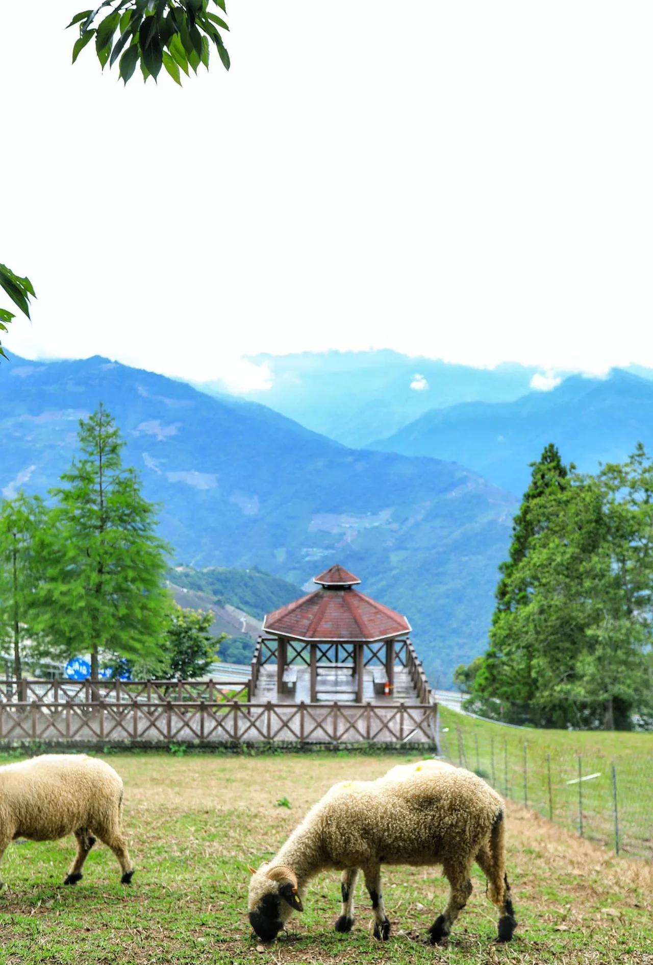 Interact with sheep and enjoy mountain views at Qingjing Farm.