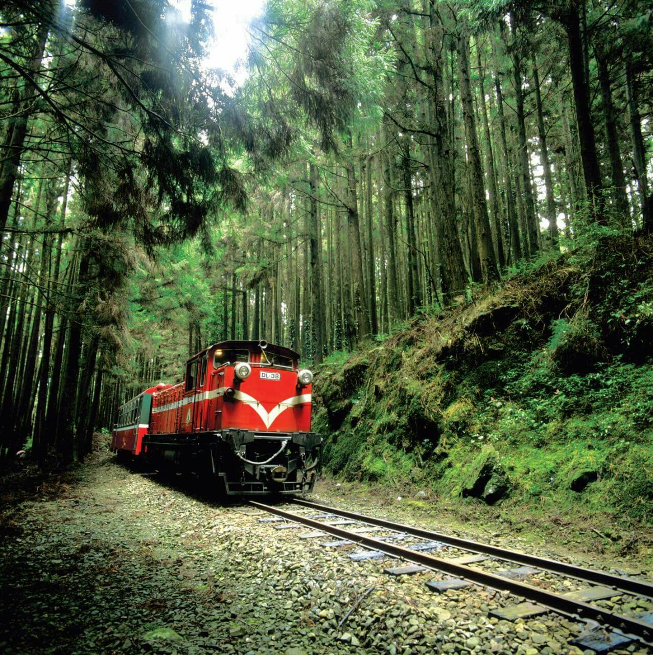 Ride the Alishan mountain train through misty forest landscapes.