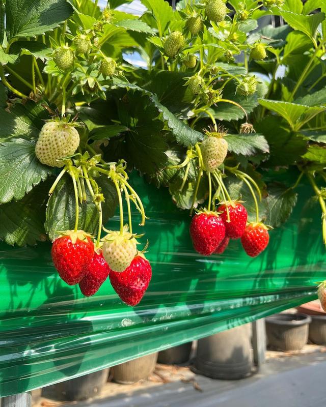 Taste seasonal strawberries at a local farm.