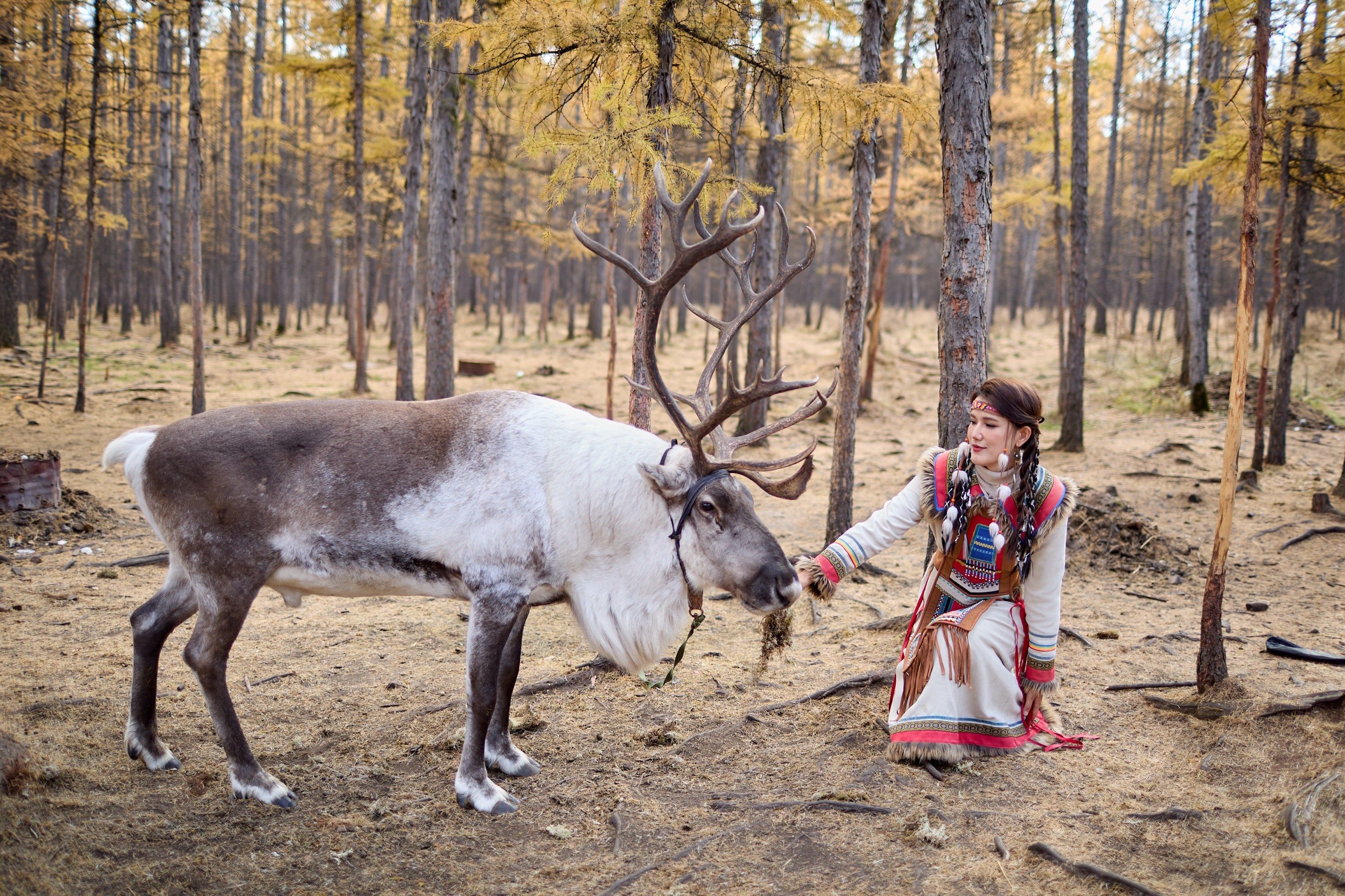  Meet the Ewenki tribe and feed gentle reindeer deep in the Greater Khingan Mountains.