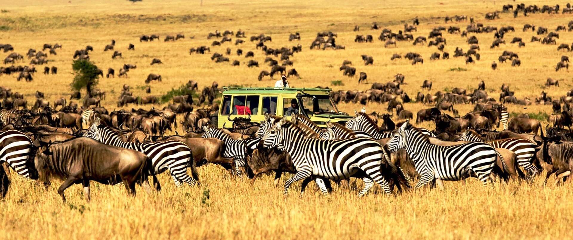 Serengeti National Park: 2 full day tours 