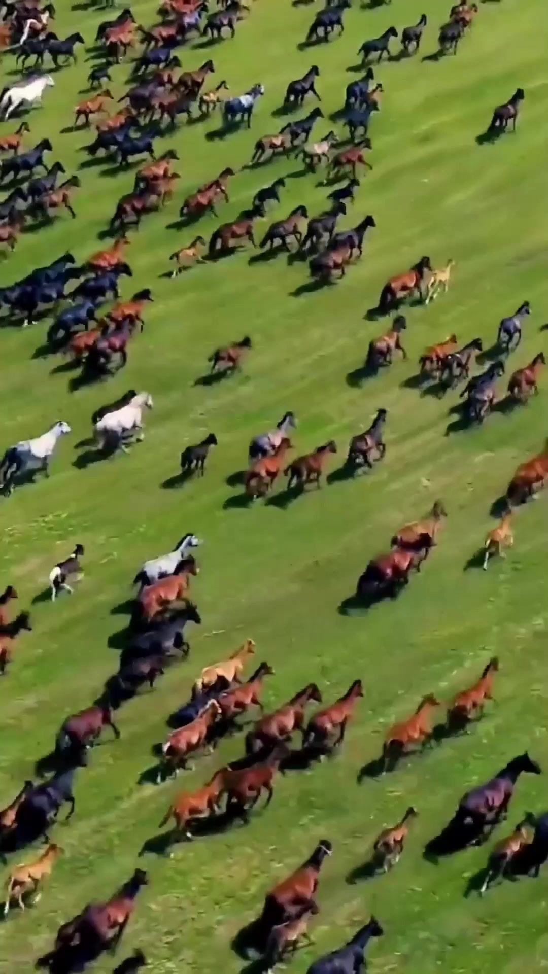 Kanas, Hemu sunrise, Tangbula grassland: pure, wild beauty. 
