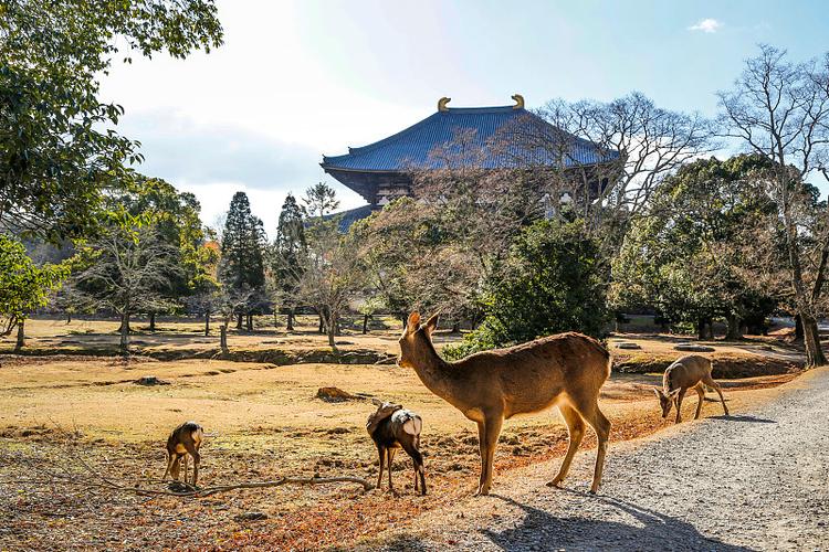 Visit ancient temples and get close to friendly deer in a historical park setting.